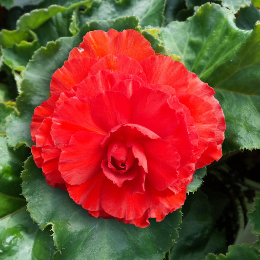 The Nonstop® Red Tuberous Begonia features ruffled, vibrant red blooms surrounded by lush green foliage. This shade-loving plant dazzles with extra large flowers and beautiful layered textures - Photo Property of Garden Crossings LLC