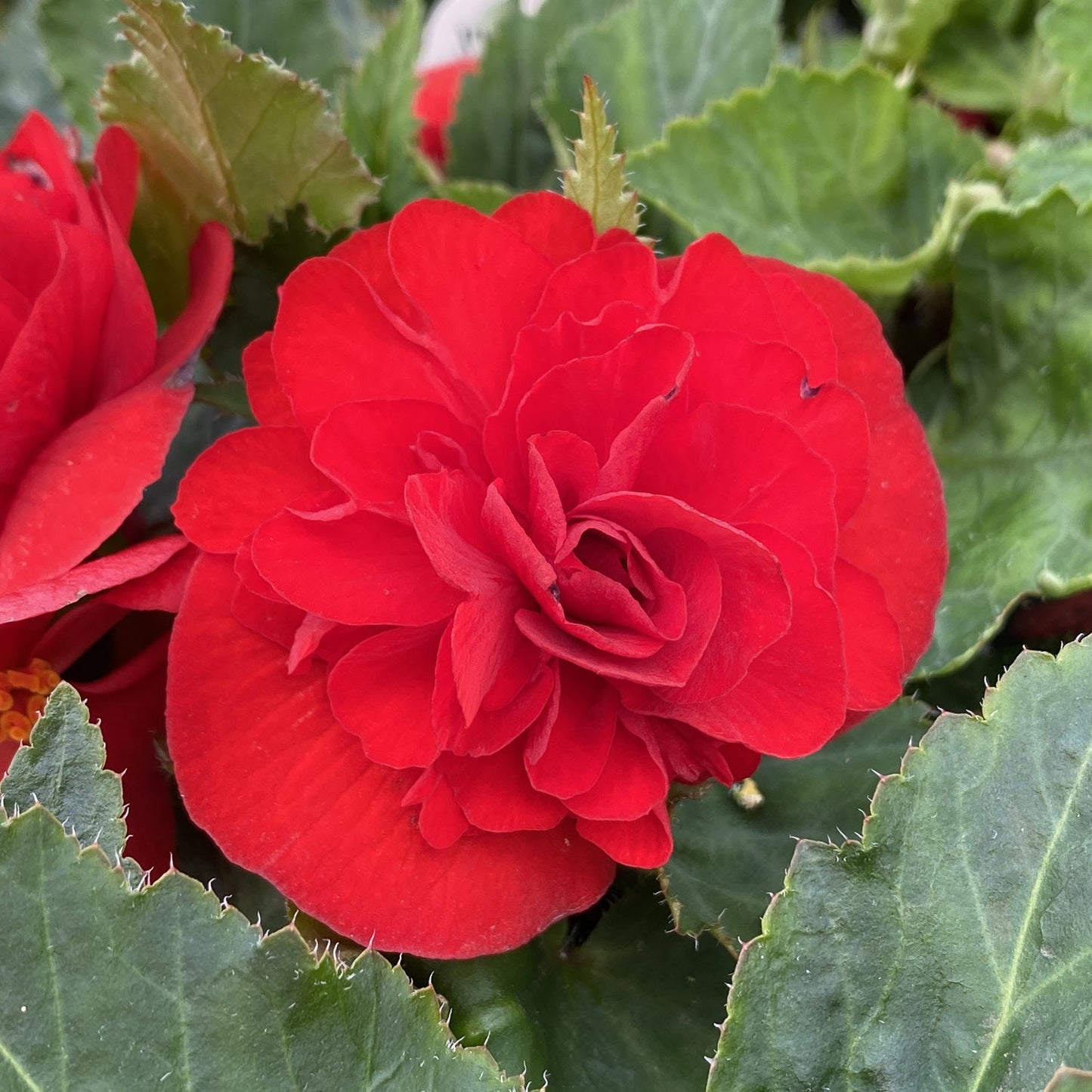 The Nonstop® Red Tuberous Begonia features extra-large, vibrant red blooms with layered petals and serrated edges, set among lush green leaves—making it a stunning, showstopping plant for shady areas - Photo Property of Garden Crossings LLC