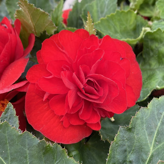 The Nonstop® Red Tuberous Begonia features extra-large, vibrant red blooms with layered petals and serrated edges, set among lush green leaves—making it a stunning, showstopping plant for shady areas - Photo Property of Garden Crossings LLC