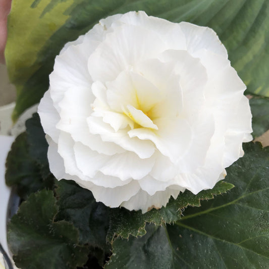 Nonstop® White Tuberous Begonia - Photo Property of Garden Crossings LLC