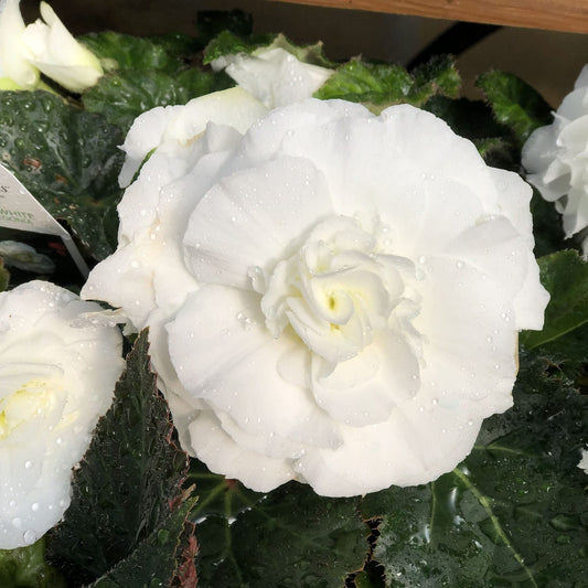 A close-up of the Nonstop® White Tuberous Begonia highlights its large, delicate double white blooms adorned with water droplets and surrounded by lush, dark green foliage - Photo Property of Garden Crossings LLC