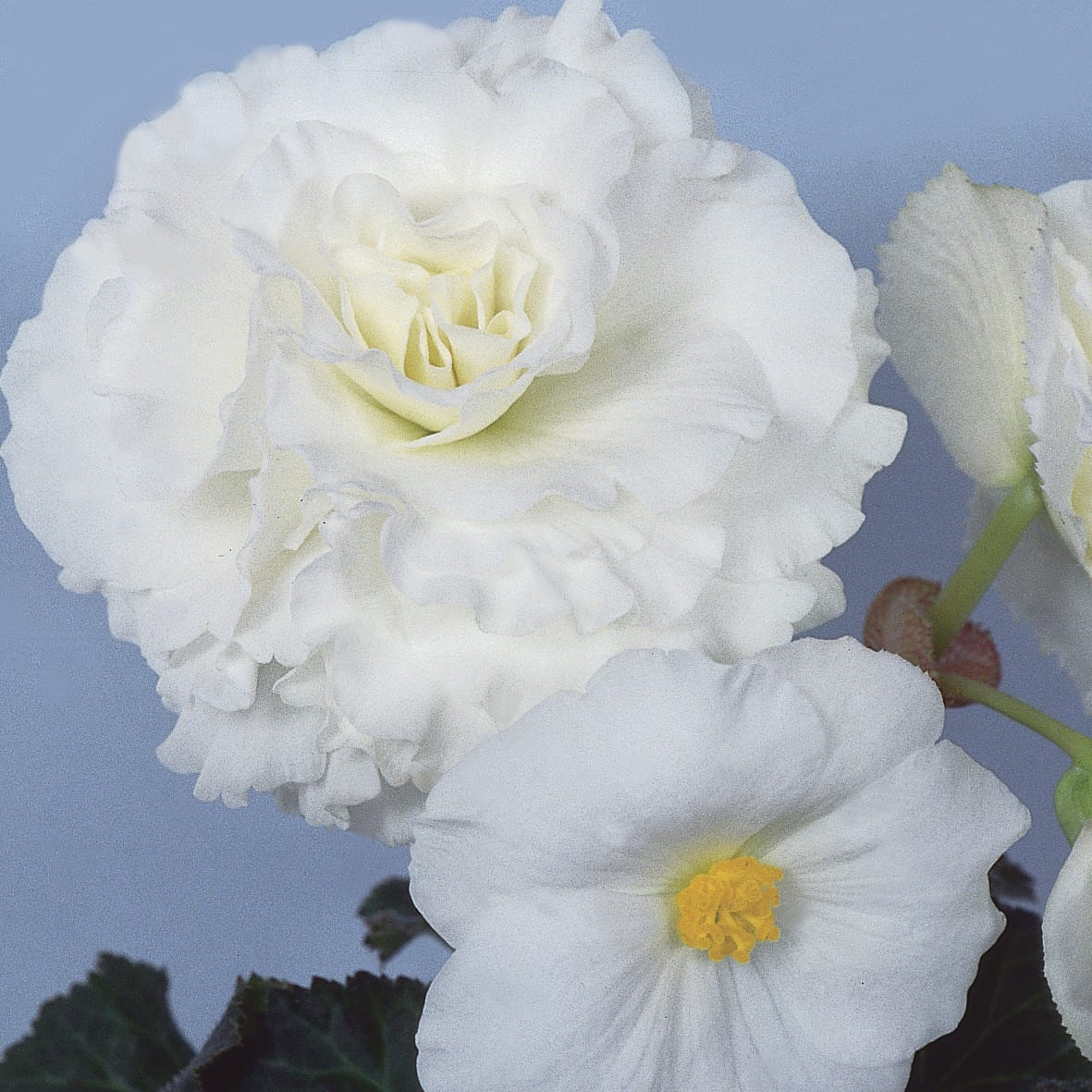 A close-up of two Nonstop® White Tuberous Begonias—one fully ruffled, one with a yellow center—set against a soft blue background with green leaves, highlighting the elegance of these white double begonias - Photo Courtesy of Proven Winners, Inc.