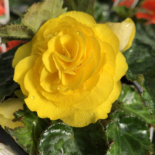 Close-up of a vibrant Nonstop® Yellow Tuberous Begonia, prized for its layered petals and water droplets, surrounded by dark green serrated leaves - Photo Property of Garden Crossings LLC