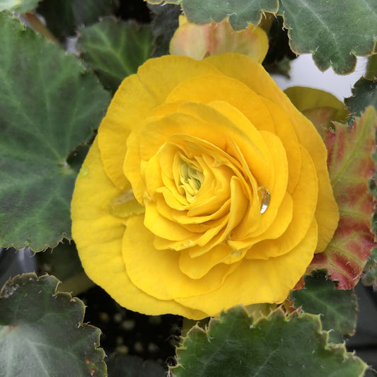 The Nonstop® Yellow Tuberous Begonia features bright yellow blooms among green, slightly ruffled, scalloped leaves. Some foliage shows red and brown tinges, while water droplets rest on the vibrant flower petals - Photo Property of Garden Crossings LLC