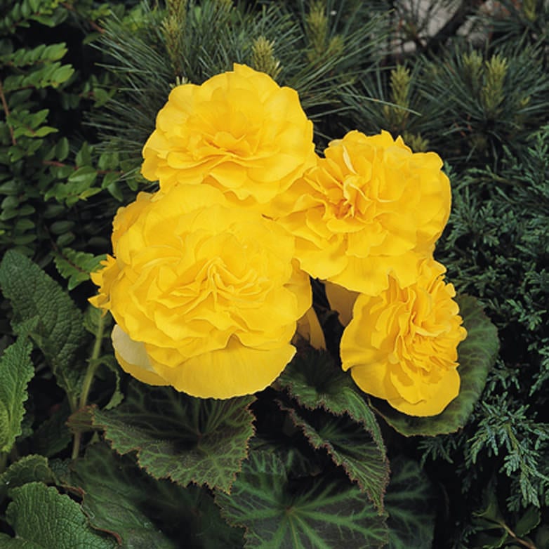 Four vibrant Nonstop® Yellow Tuberous Begonia double blooms with ruffled petals stand out among green foliage and textured leaves, highlighting this stunning flowering plant against a backdrop of lush greenery - Photo Courtesy of Proven Winners, Inc.