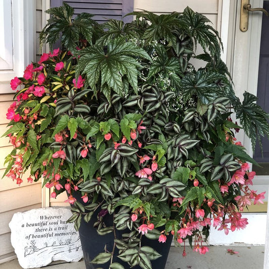 A large potted Pegasus® Begonia with green and silver striped leaves and vibrant pink flowers sits on a porch next to a decorative stone that reads, "Wherever a beautiful soul has been there is a trail of beautiful memories - Photo Property of Garden Crossings LLC. Decorative pot not included.