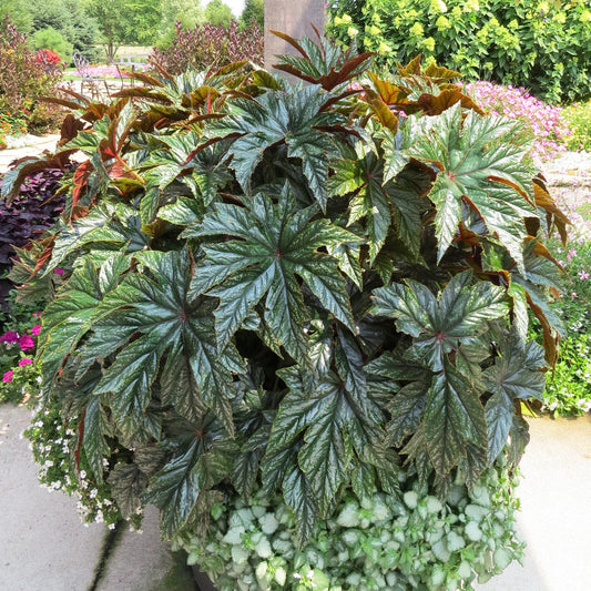 Pegasus® Begonia—large plant with dark green, glossy, deeply lobed leaves in a garden planter, surrounded by smaller shade annuals; colorful flowers and lush greenery provide a vibrant background - Photo Property of Garden Crossings LLC