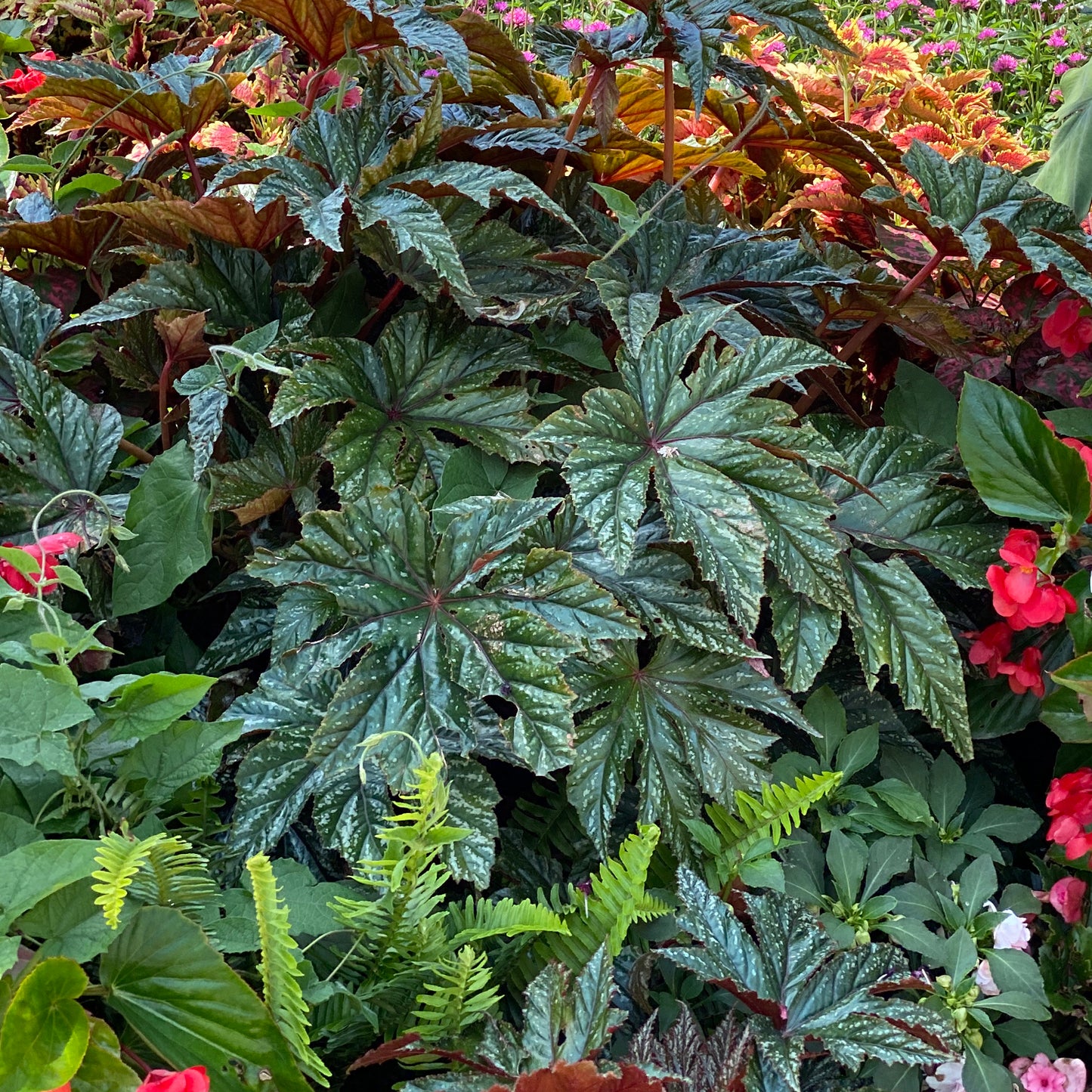 Pegasus® Begonia - Photo Property of Garden Crossings LLC