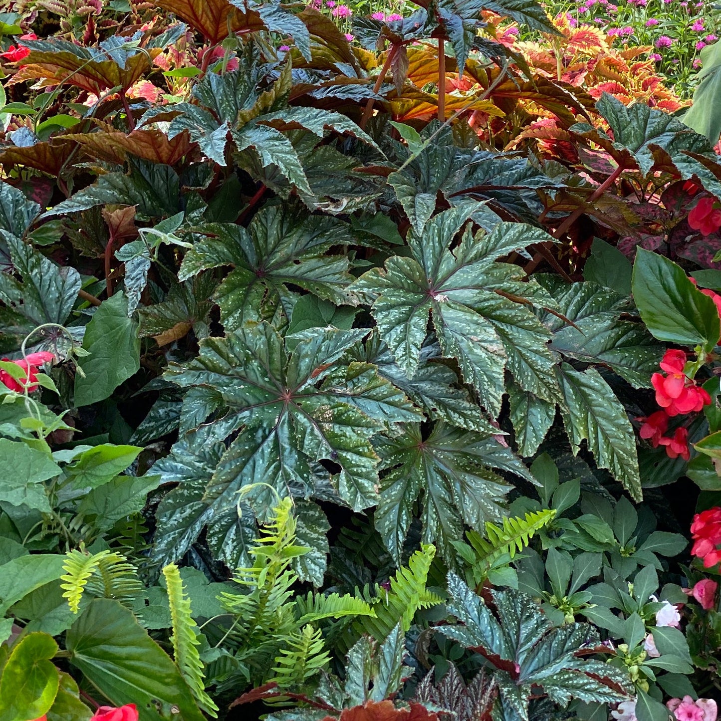 Large, dark green leaves with silver speckles are accented by shade annuals and vivid red and pink flowers, creating a lush and colorful garden display - Photo Property of Garden Crossings LLC