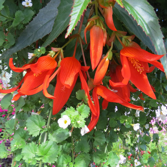 Santa Cruz® Begonia displays bright orange-red, long-pointed flowers that hang downward amid green leaves and small white blossoms in a lush garden setting - Photo Property of Garden Crossings LLC