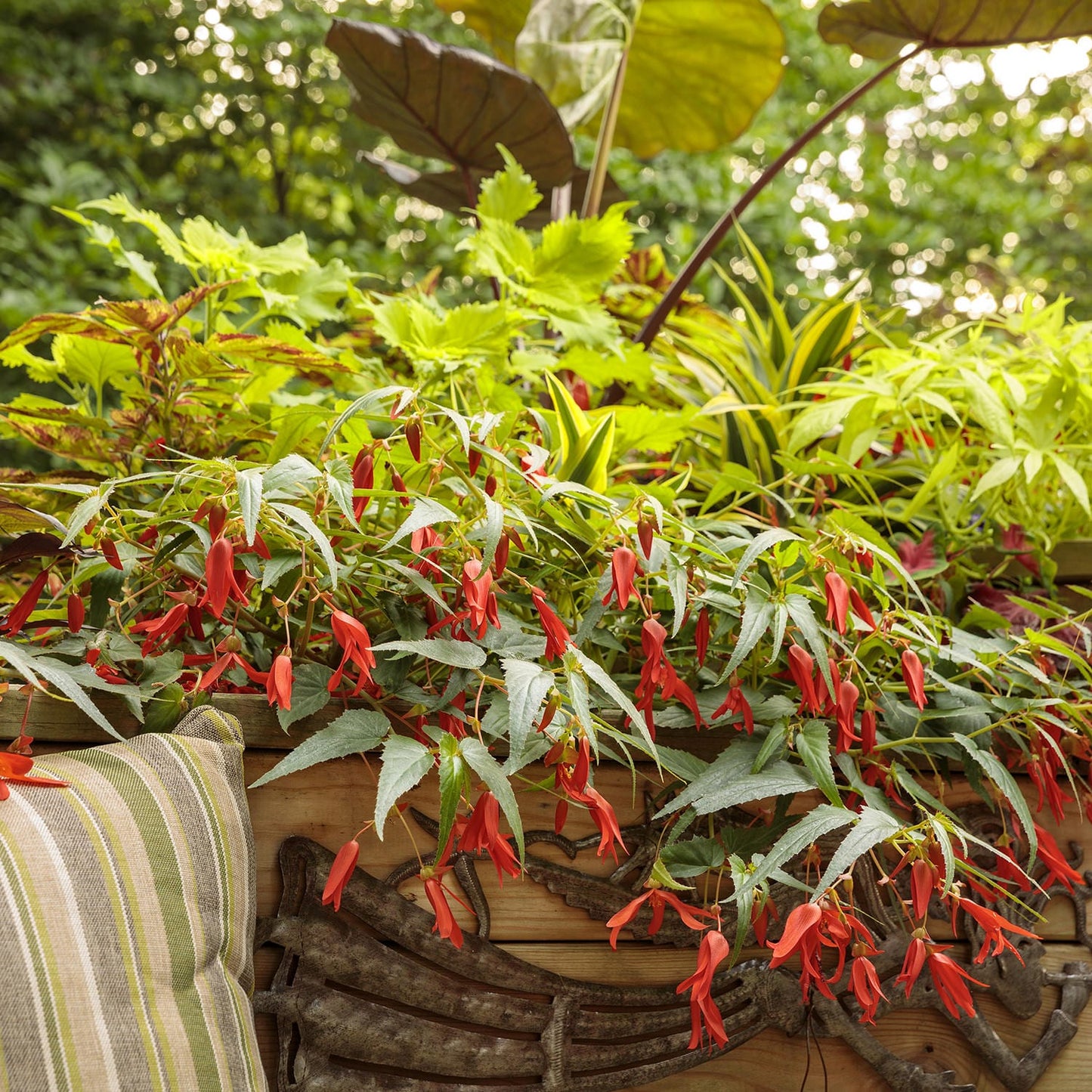 A planter box overflowing with lush green foliage and vibrant red tubular flowers of Santa Cruz® Begonia, set outdoors with trees in the background. A striped cushion appears on the left side of the image - Photo Courtesy of Proven Winners, Inc.