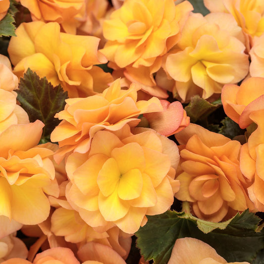 Solenia® Apricot Rieger Begonia - Photo Courtesy of Proven Winners, Inc.
