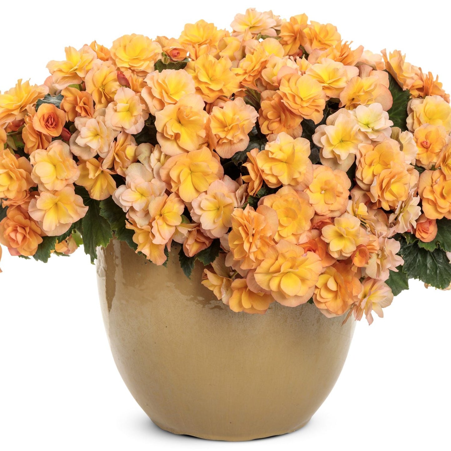 A beige ceramic pot holds the Solenia® Apricot Rieger Begonia, displaying lush green leaves and abundant double blooms in yellow and peach shades - Photo Courtesy of Proven Winners, Inc. Decorative pot not included.