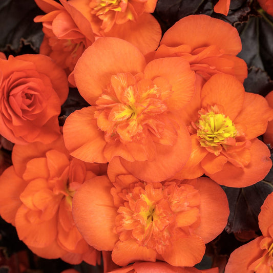 Solenia® Chocolate Orange Rieger Begonia - Photo Courtesy of Proven Winners, Inc.
