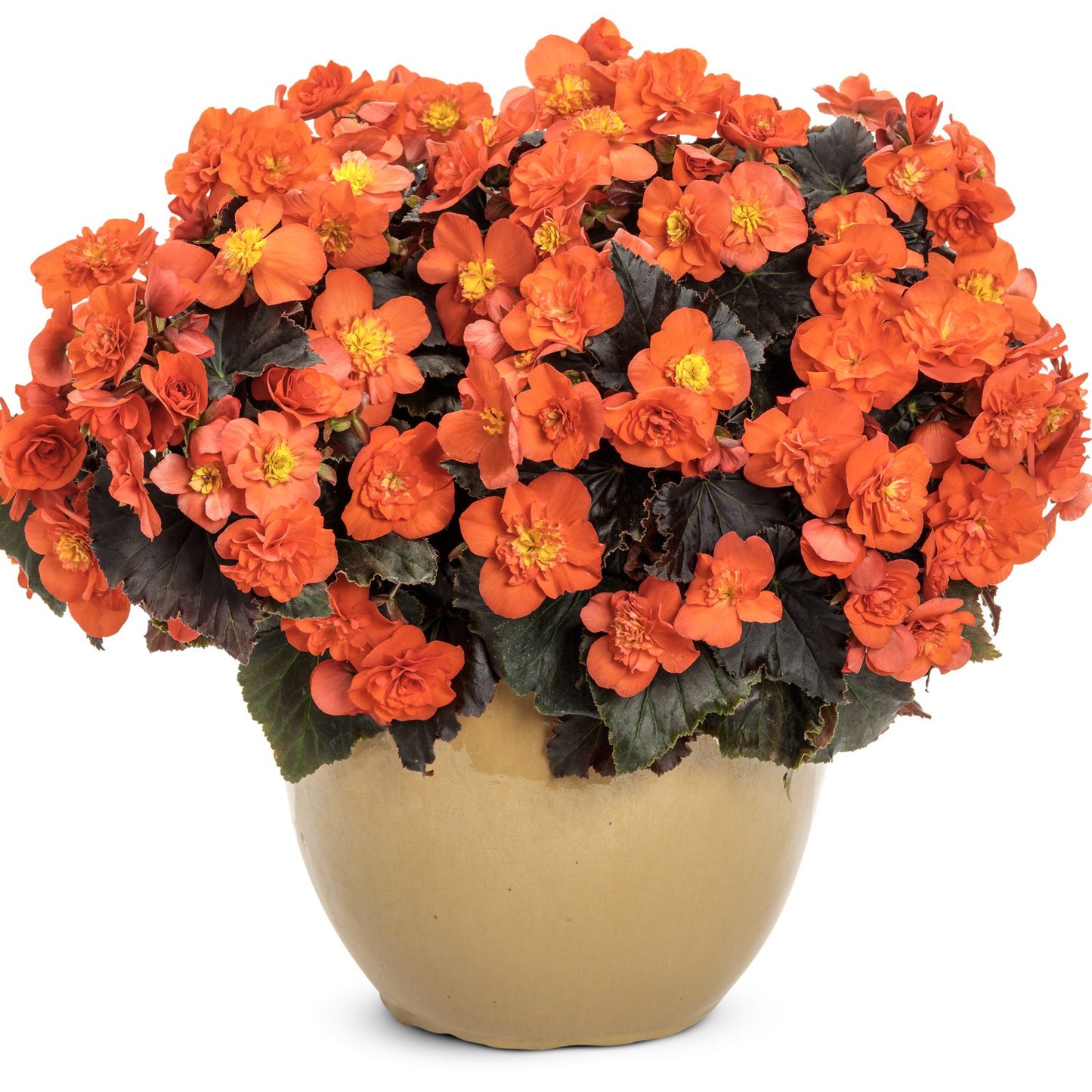 Solenia® Chocolate Orange Rieger Begonia - Photo Courtesy of Proven Winners, Inc.