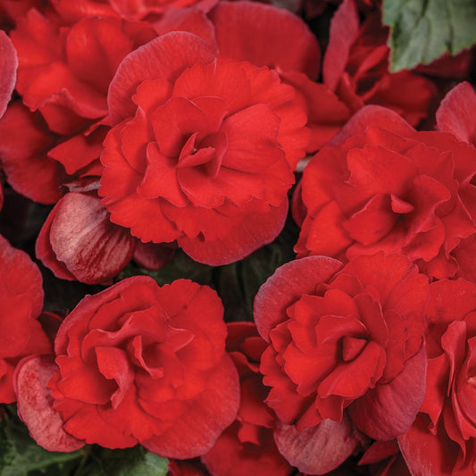 Solenia® Scarlet Rieger Begonia features bright scarlet, double blooms with layered petals accented by vibrant green leaves in the background - Photo Courtesy of Proven Winners, Inc.