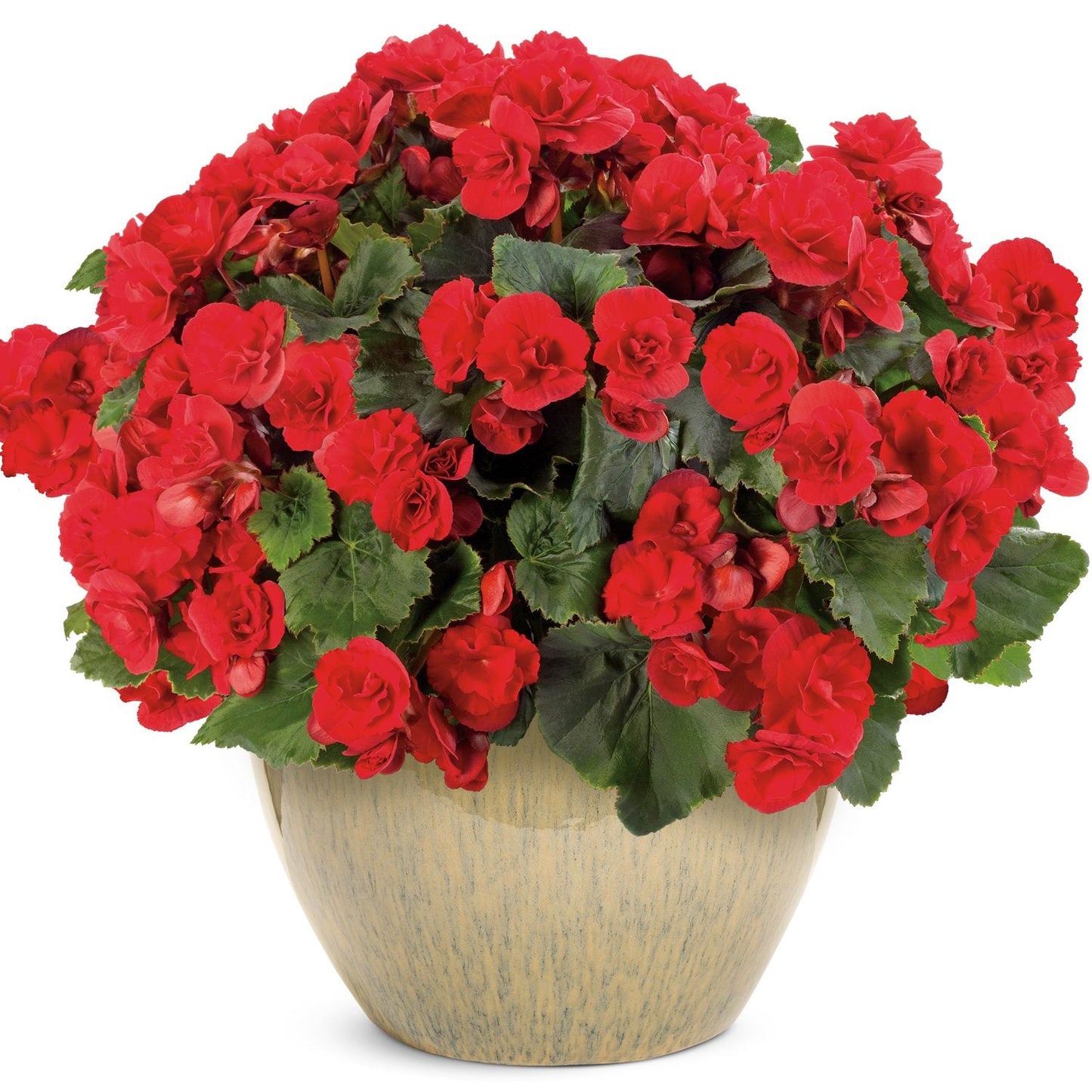 A beige ceramic pot holds a lush Solenia® Scarlet Rieger Begonia with double scarlet blooms and vibrant green leaves, creating a vivid contrast against a plain white background - Photo Courtesy of Proven Winners, Inc. Decorative pot not included.
