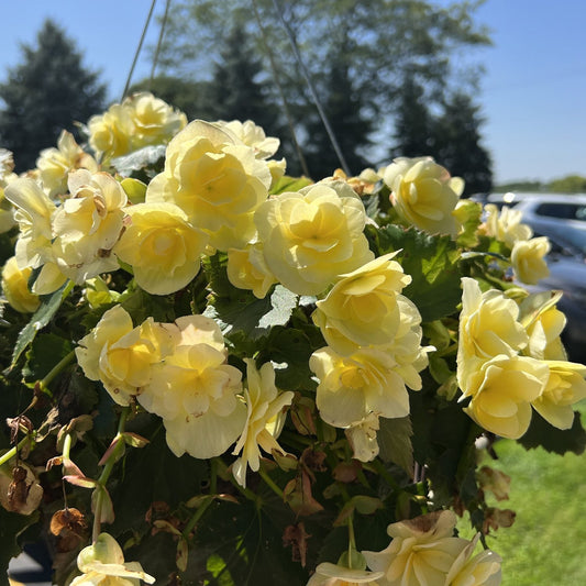 A close-up of a hanging basket featuring Solenia® Yellow Rieger Begonia with vivid yellow blooms and lush green leaves. Blurred trees and parked cars in the sunny background - Photo Property of Garden Crossings LLC