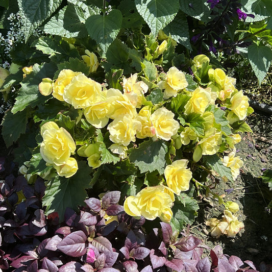 Solenia® Yellow Rieger Begonia - Photo Property of Garden Crossings LLC
