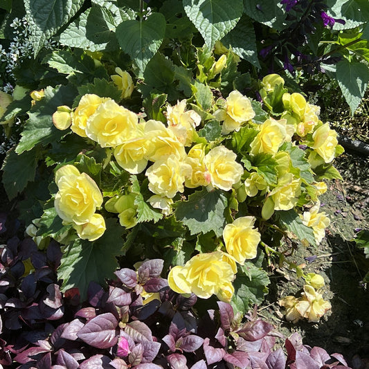 Clusters of ruffled yellow Solenia® Yellow Rieger Begonia blooms stand out among green foliage and purple plants, creating a striking display that's ideal for hanging baskets in your garden - Photo Property of Garden Crossings LLC