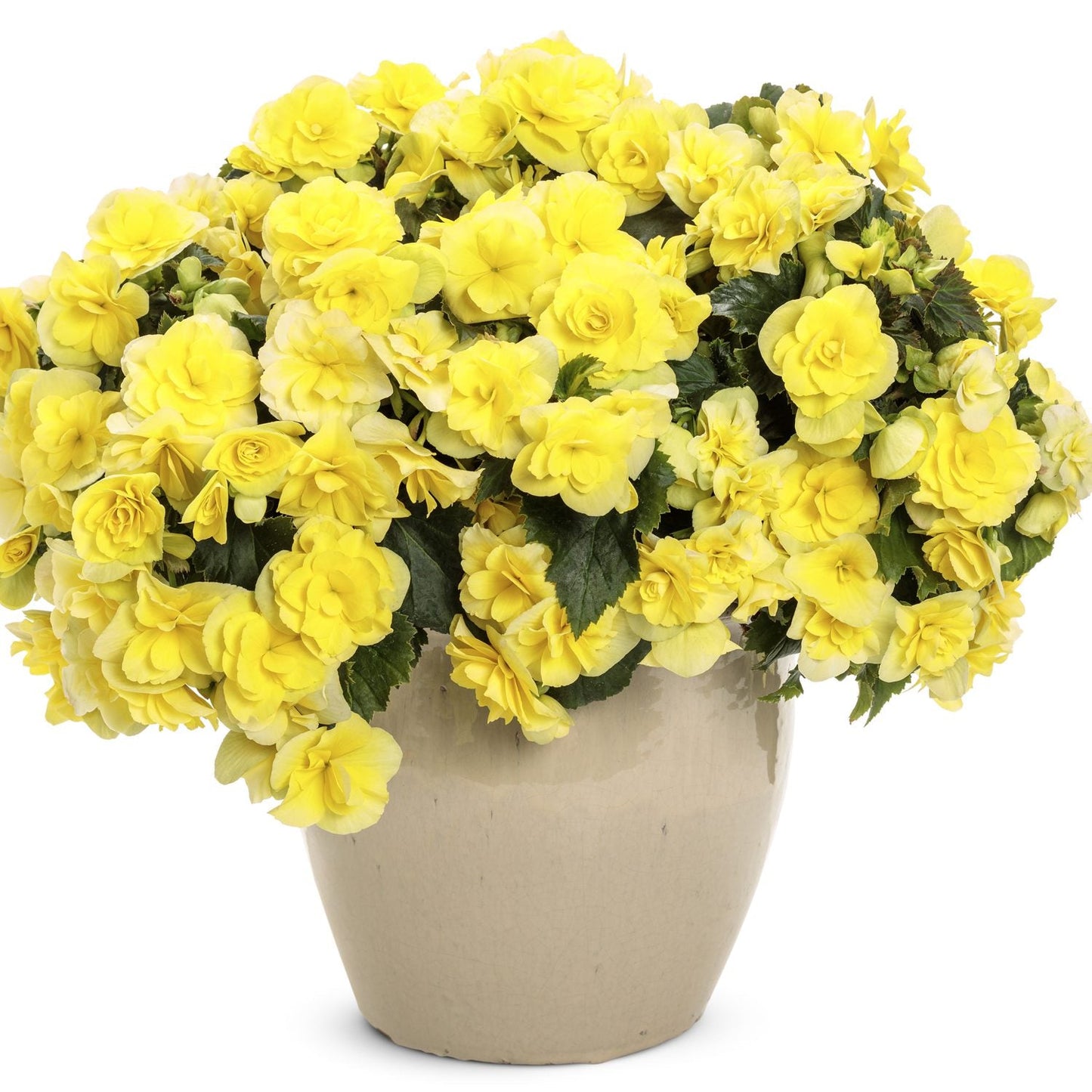 The Solenia® Yellow Rieger Begonia, featuring vibrant yellow blooms and lush green leaves in a beige ceramic pot, is displayed against a plain white background - Photo Courtesy of Proven Winners, Inc. Decorative pot not included.