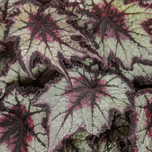Close-up of Space Age™ Black Hole™ Rex Begonia leaves with jagged edges, displaying silvery-green tones, deep pink, and dark purple veins—an eye-catching shade garden plant - Photo Courtesy of Proven Winners, Inc.
