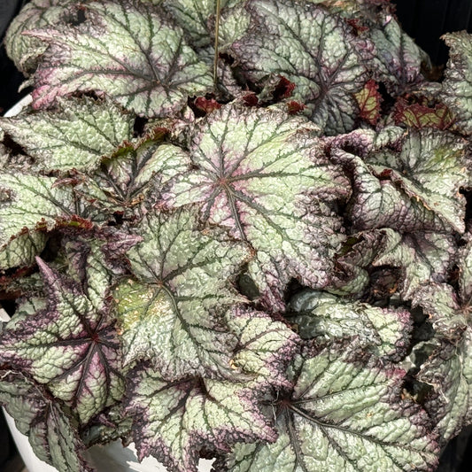 Space Age™ Europa™ Rex Begonia - Photo Property of Garden Crossings LLC