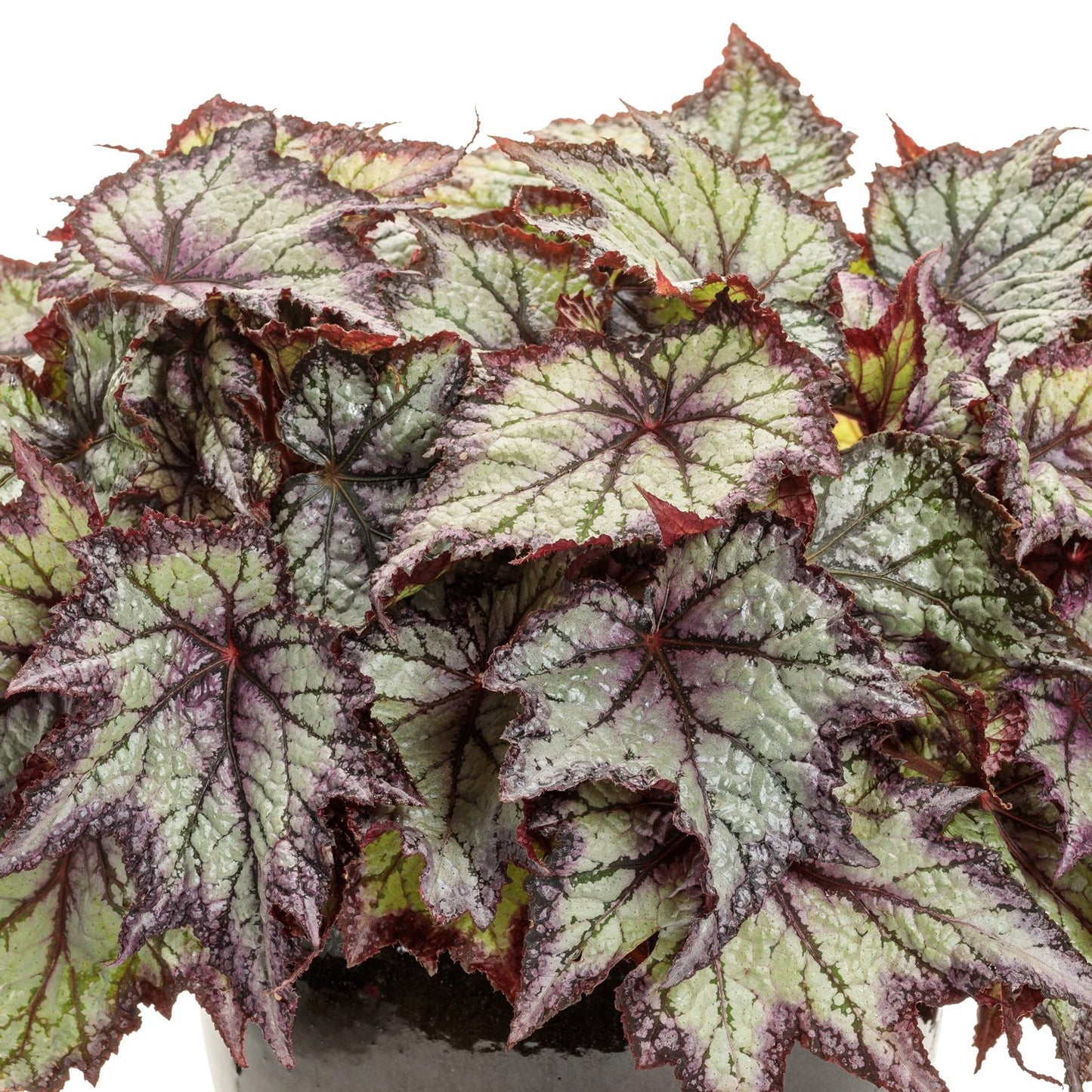 The Space Age™ Europa™ Rex Begonia, with jagged silver-green leaves and deep purple veins, forms a dense cluster in its pot, creating a striking container plant against a white background - Photo Courtesy of Proven Winners, Inc.