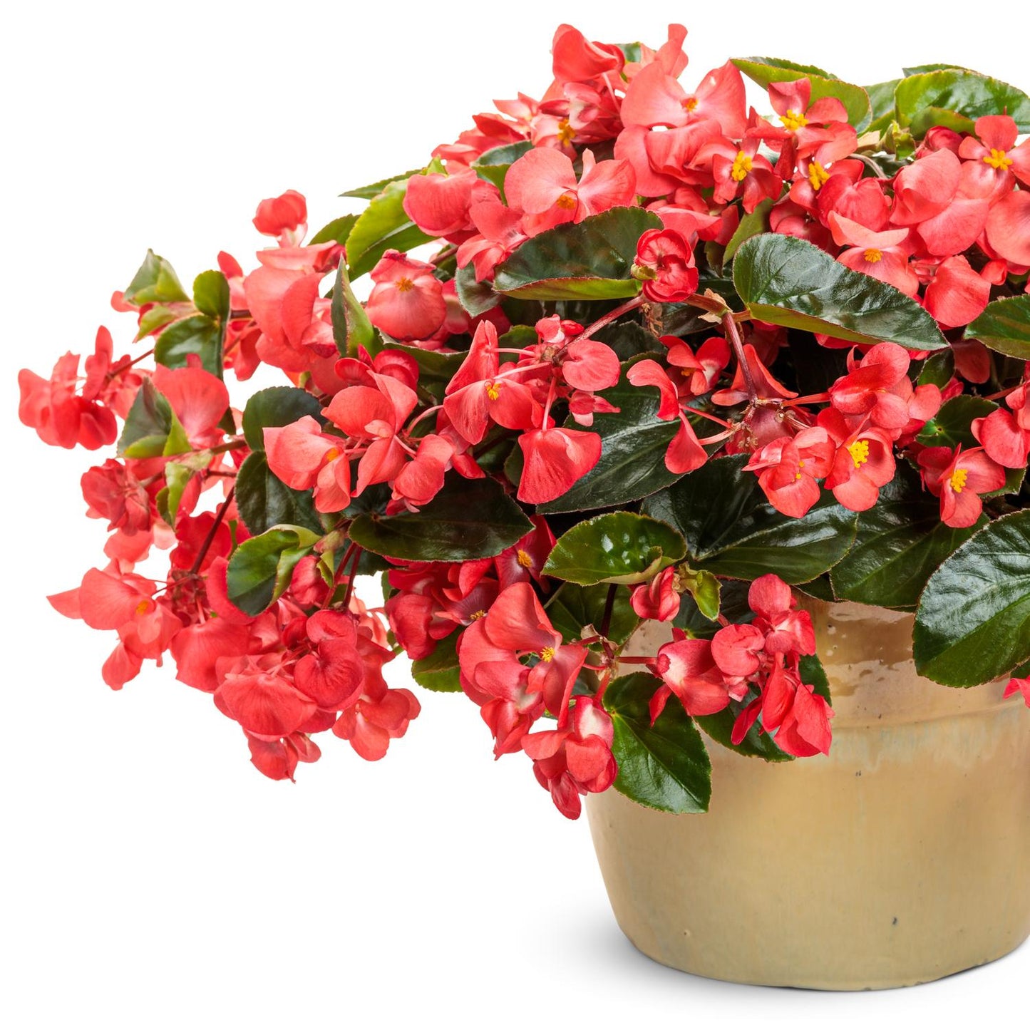 The Surefire Cascade Red Begonia, in a beige ceramic pot, features lush dark green leaves and vibrant red blooms that stand out against a white background - Photo Courtesy of Proven Winners, Inc. Decorative pot not included.
