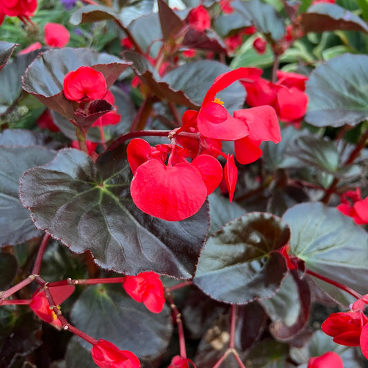 Surefire® Cherry Cordial™ Begonia - Photo Property of Garden Crossings LLC