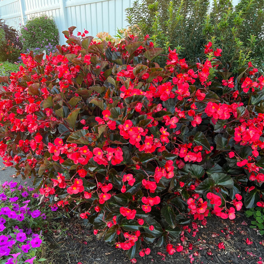 Surefire® Cherry Cordial™ Begonia boasts vibrant red flowers and dark glossy green leaves, creating a lush display among green foliage and purple blooms beside a light-colored fence - Photo Property of Garden Crossings LLC