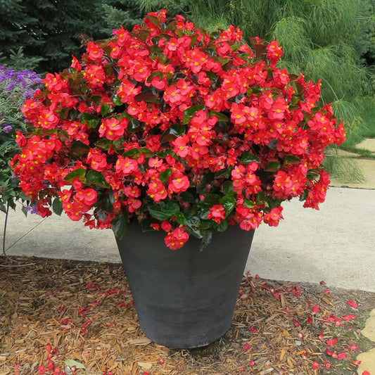 Surefire® Red Begonia - Photo Property of Garden Crossings LLC