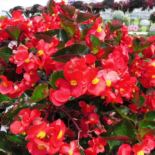 Surefire® Red Begonia - Photo Property of Garden Crossings LLC