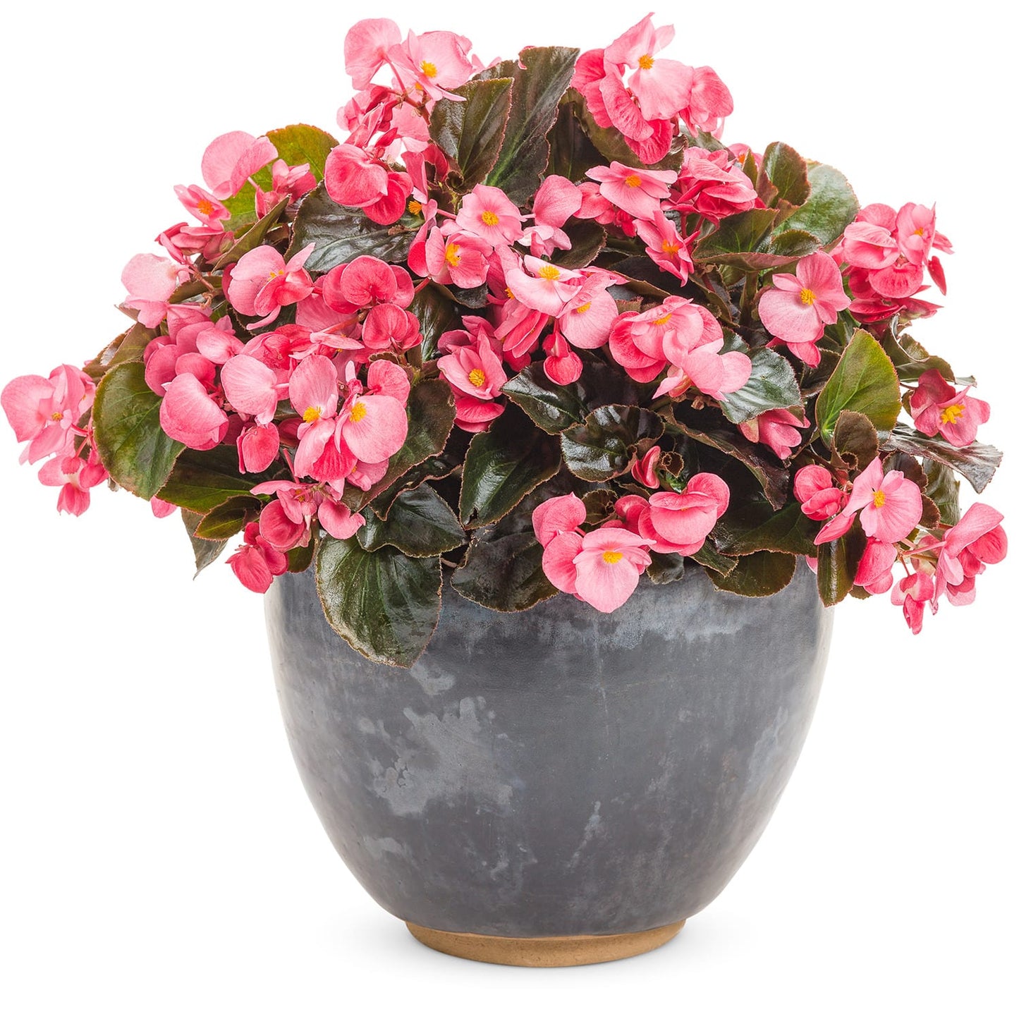 A gray ceramic pot holds a lush, rounded display of blooming Surefire® Rose Begonia with pink flowers and dark green leaves - Photo Courtesy of Proven Winners, Inc. Decorative pot not included.
