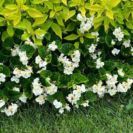 Surefire® White Begonia - Photo Property of Garden Crossings LLC