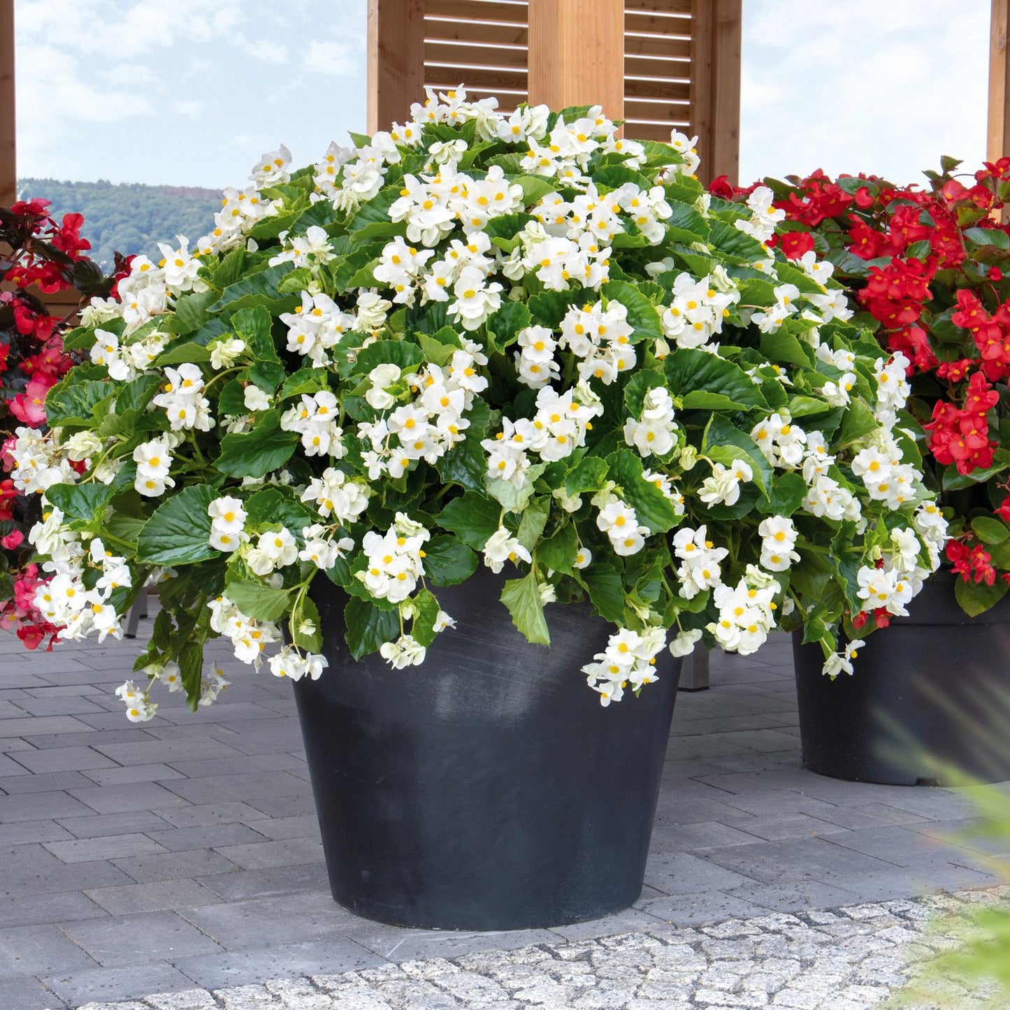 A large black plant pot filled with lush green foliage and Surefire® White Begonia sits on a paved area among other drought-tolerant plants in the background - Photo Courtesy of Proven Winners, Inc. Decorative pot not included.