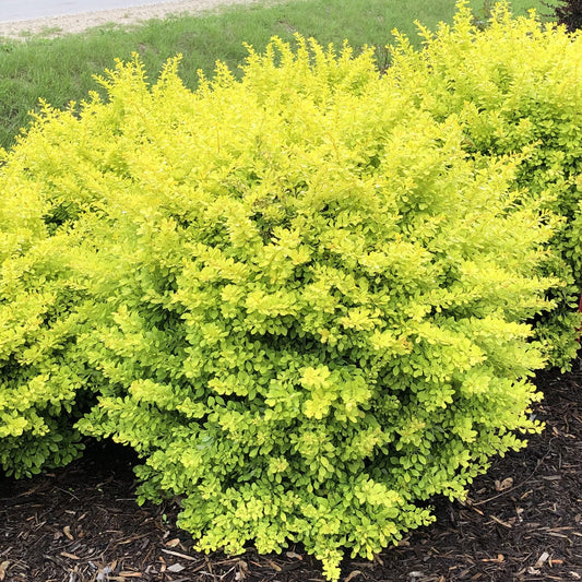 The Sunjoy® Citrus Barberry (Berberis) is a dense, rounded shrub with bright yellow-green leaves, thriving in landscaped areas with dark mulch and grass - Photo Property of Garden Crossings LLC.