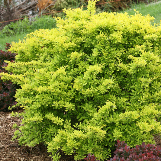 The Sunjoy® Citrus Barberry (Berberis) is a dense, rounded shrub with bright yellow-green leaves. It adds vibrant color to a mulched garden bed and stands out beautifully against grass and surrounding plants - Photo Courtesy of Proven Winners, Inc.