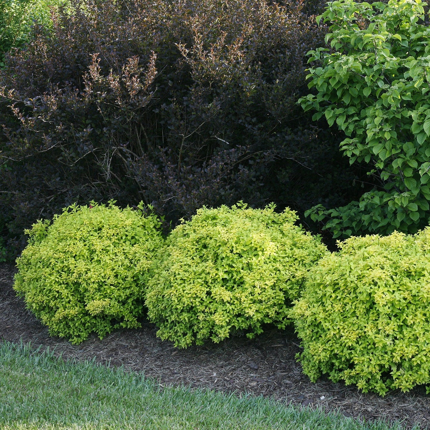 Three round, dense Sunjoy® Citrus Barberry (Berberis) shrubs brighten a mulched garden bed edged by grass, standing out with golden foliage against darker bushes in the background - Photo Courtesy of Proven Winners, Inc.