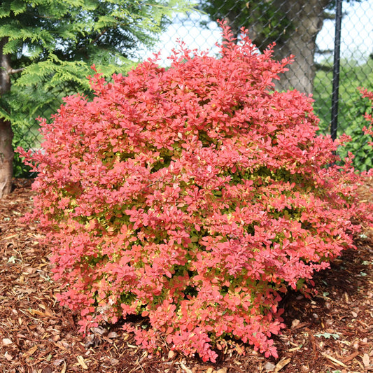 The Berberis Sunjoy Fast Neo® Barberry is a dense shrub with small, oval, bright pinkish-red leaves surrounded by mulch beside fences and greenery - Photo Courtesy of Proven Winners, Inc.