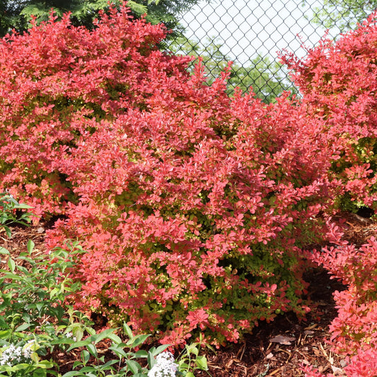 Berberis Sunjoy Fast Neo™ Barberry (Berberis) - Photo Courtesy of Proven Winners, Inc.