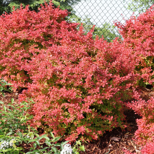 A vibrant Berberis Sunjoy Fast Neo® Barberry, a red-leaved shrub, grows in a mulched garden bed bordered by a chain-link fence and lush green foliage - Photo Courtesy of Proven Winners, Inc.