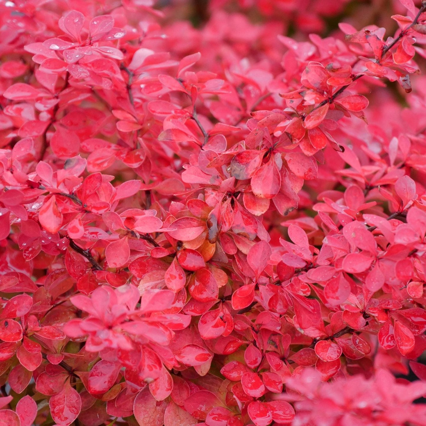 Close-up of bright pinkish-red leaves densely cover the Berberis Sunjoy Fast Neo® Barberry, while water droplets glisten on its lush foliage, creating a vibrant and textured backdrop filled entirely by this striking plant - Photo Courtesy of Proven Winners, Inc.