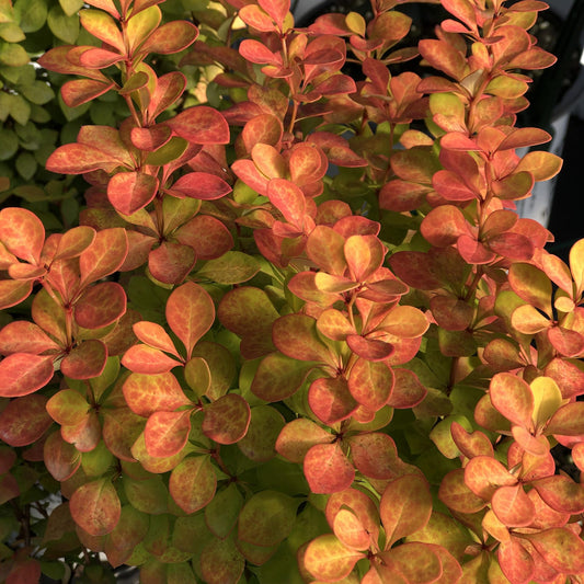 Close-up of Sunjoy Gold Pillar® Barberry (Berberis) displaying small, rounded leaves that shift from green to bright orange and red at the tips, highlighting the golden foliage unique to this shrub during seasonal colorchanges - Photo Property of Garden Crossings LLC.