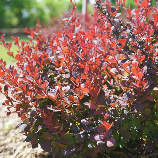 Sunjoy Mini Maroon® Barberry (Berberis) is a dense, deer-resistant shrub with small, vibrant red and purple leaves that thrives in bright sunlight - Photo Courtesy of Proven Winners, Inc.