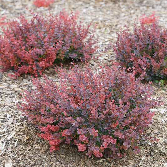 Three compact Sunjoy Mini Maroon® Barberry (Berberis) shrubs with reddish-purple foliage grow in mulched soil outdoors among other blurred bushes in the background of the garden - Photo Courtesy of Proven Winners, Inc.