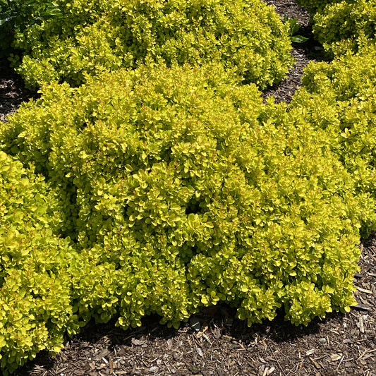 Sunjoy® Mini Saffron Barberry (Berberis) - Photo Property of Garden Crossings LLC