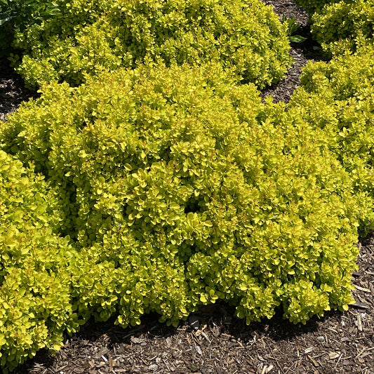 Low, dense Sunjoy® Mini Saffron Barberry (Berberis) shrubs with vibrant yellow-green foliage thrive beside brown mulch in a garden, their leaves highlighted by sunlight - Photo Property of Garden Crossings LLC.