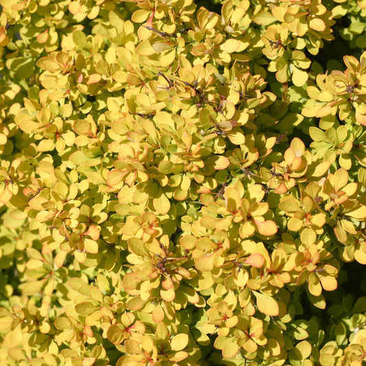 Sunjoy® Mini Saffron Barberry (Berberis) - Photo Courtesy of Proven Winners, Inc.