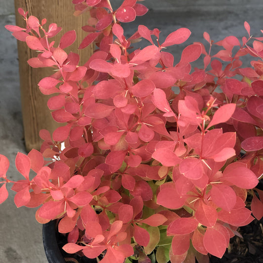 A Sunjoy Neo® Barberry (Berberis), a deer-resistant shrub, features dense clusters of small, oval red and pink leaves and sits on a concrete surface next to a wooden post - Photo Property of Garden Crossings LLC.